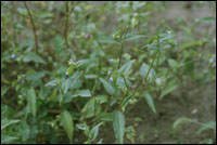 ��Ѽ�Ųݡ�ԭֲ��ͼ