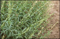 【透骨草】原植物图