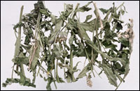 【透骨草】药材图