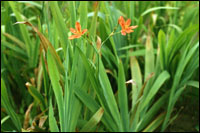 ����ɡ�ԭֲ��ͼ