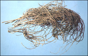 ���쳤�䡿ҩ��ͼ