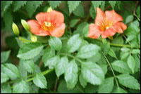 ����������ԭֲ��ͼ