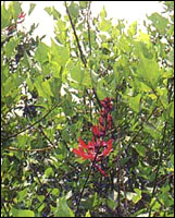 ����ͩƤ��ԭֲ��ͼ