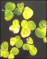 【浮萍】原植物图