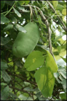 ��Ԥ֪�ӡ�ԭֲ��ͼ