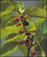 ��ɣҶ֭��ԭֲ��ͼ