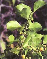 ��ɣ������ԭֲ��ͼ