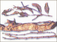 ��ɣ������ҩ��ͼ