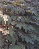 ��ͨ��ľ���Ϸۡ�ԭֲ��ͼ