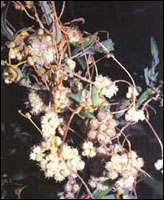 ����˿��ԭֲ��ͼ