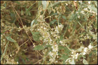 【菟丝子】原植物图