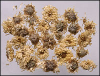 ���ջ���ҩ��ͼ