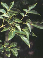 【黄柏】原植物图