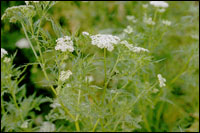 ���ߴ��ӡ�ԭֲ��ͼ