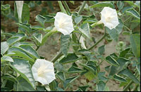 ���������ӡ�ԭֲ��ͼ