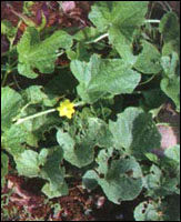 ����Ͼ���ԭֲ��ͼ