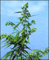 ����Ҷ��ԭֲ��ͼ