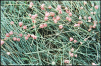 ����ơ�ԭֲ��ͼ