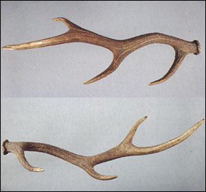 【鹿角】药材图