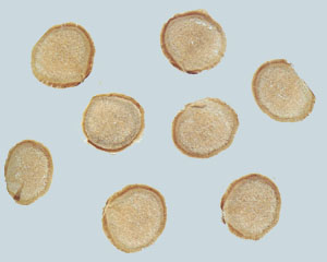 【鹿茸】药材图