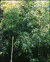 ��������ԭֲ��ͼ