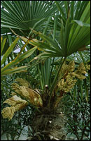 �����Ƥ��ԭֲ��ͼ