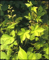 ��Ȅ�ݻ���ԭֲ��ͼ