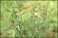 ���q�ԭֲ��ͼ