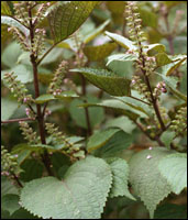 �����ա�ԭֲ��ͼ