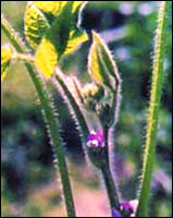 ���ڴ󶹡�ԭֲ��ͼ