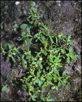 ���첻ʳ�ݡ�ԭֲ��ͼ