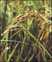 �����ס�ԭֲ��ͼ