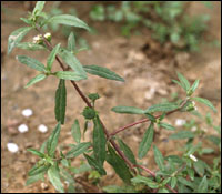 ��ī������ԭֲ��ͼ