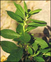 ����ʭ��ԭֲ��ͼ