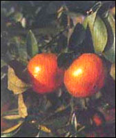 ���ٸ���ԭֲ��ͼ