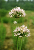 ��ޯ�ס�ԭֲ��ͼ