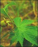 �������ӡ�ԭֲ��ͼ