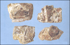 ����ʯ��ԭֲ��ͼ