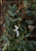 �����ײݡ�ԭֲ��ͼ