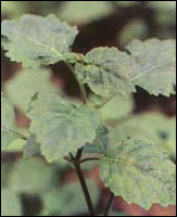 ��޽�㡿ԭֲ��ͼ