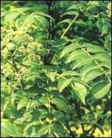 ���л���ާ��ԭֲ��ͼ