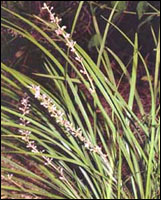 ������ɽ�󶬡�ԭֲ��ͼ