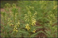 �������Ρ�ԭֲ��ͼ