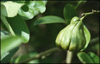 �����֡�ԭֲ��ͼ