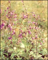 ��������β�ݡ�ԭֲ��ͼ