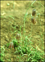 ��ƽ��ĸ��ԭֲ��ͼ