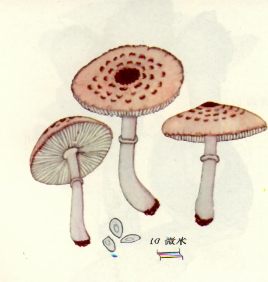 ���׻�����