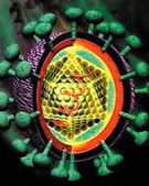 发现丙肝病毒相关新基因