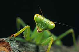 �������(ͼ)