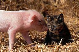 è�Ķ��ߺ���������(��ͼ)